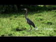 Uganda Bird 1 1249